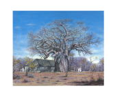 A Boabab Tree with cottage 