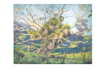A dead Pohutukawa tree 