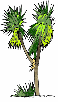 A Cabbage Tree