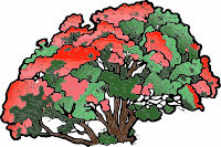 A Pohutukawa Tree