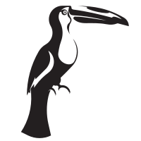 Toucan tropical bird