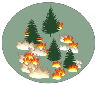 Forest Fire