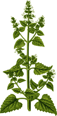 Catnip