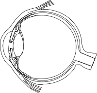 Diagram of the Human Eye (Rough)
