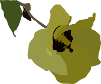 Hibiscus tiliaceus