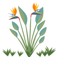 Strelitzia
