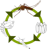 Life cycle of the mosquito