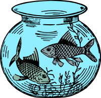 Fish in a Fishtank - Colour Mix