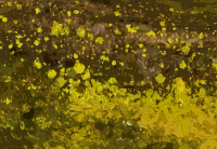 Moss Background Thing