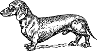 dachshund