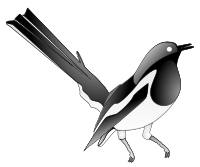 Oriental Magpie Robin