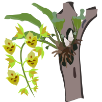 Catasetum