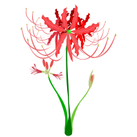 Red Spider Lily