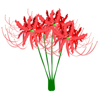 Red Spider Lily