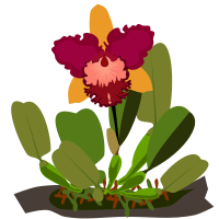 Cattleya