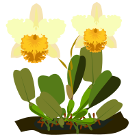 Cattleya