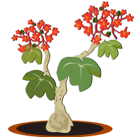 Jatropha