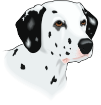 dalmatian head