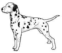 dalmatian standing