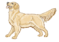 golden retriever