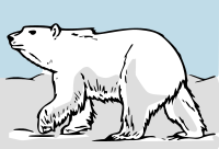 polar bear walking in snow - color