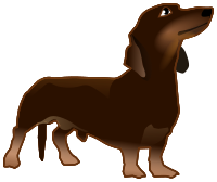dachshund standing