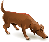 dog sniffing ground