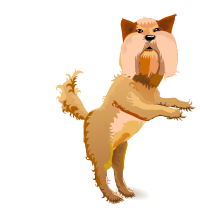 bearded dog jumping up