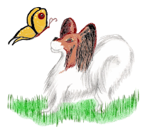 papillon dog and butterfly