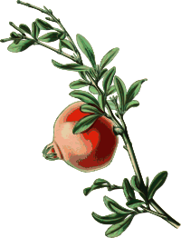 Pomegranate