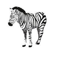 zebra