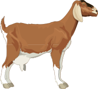 dairy goat