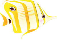 butterflyfish