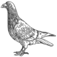 Basic Pigeon