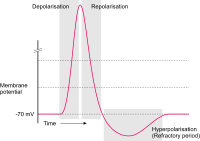 Action potential