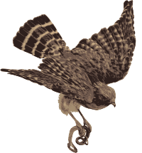 Red Shouldered Hawk