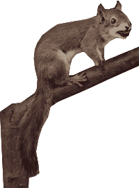 Red Squirrel