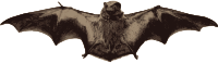 Bat with Wings