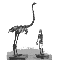 Moa and Human Skeletons