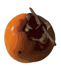 Japanese Persimmon