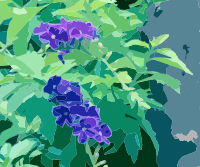 Purple Flowers