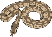 Boa