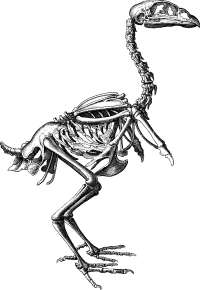 Eagle Skeleton