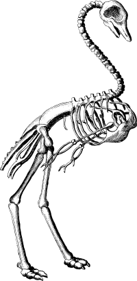 Ostrich Skeleton