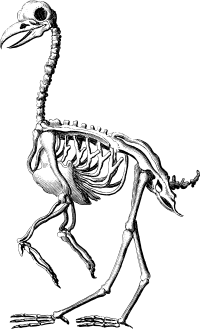 Crow Skeleton