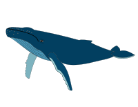 Humpback Whale