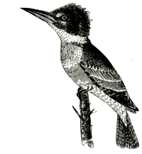 Kingfisher