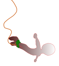 Bungee Jumping