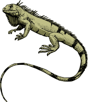 Iguana