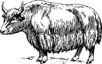 Yak
